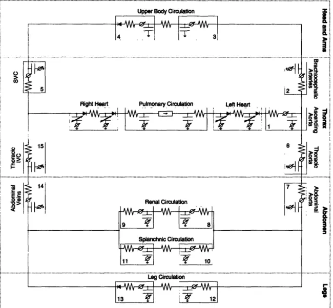 Figure  2-2:  Circuit  representation  of  the  hemodynamic  system.  IVC:  inferior  vena  cava;