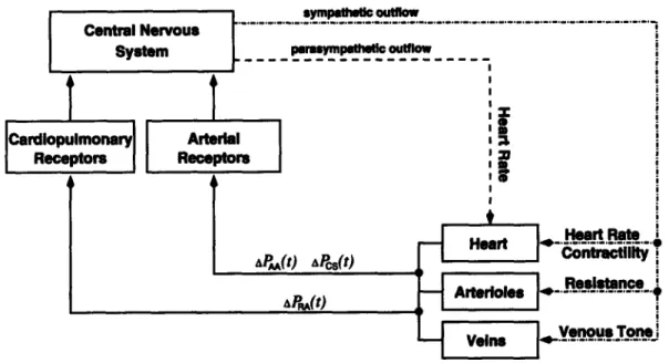 Figure  3-1:  Diagrammatic  representation of the  cardiovascular control model.  APAA(t), APcs(t),  APRA(t): aortic arch, carotid sinus, and  right atrial  transmural pressures.