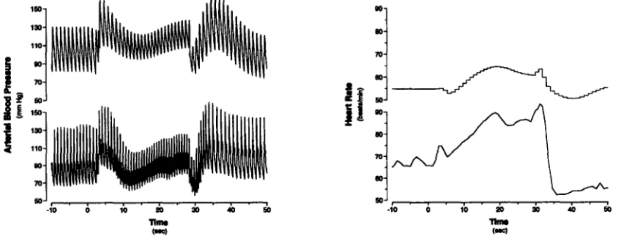 Figure 4-2: Heart  rate  and arterial blood pressure response to a Valsalva maneuver.  Top: