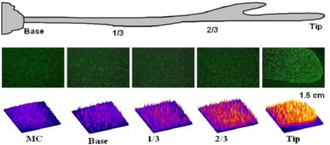 Figure 3.3 – Analyse par microfluorescence d’une dendrite. La composition varie suivant que l’on se trouve proche de la colonie m` ere ou ` a l’extrˆ emit´ e de la dendrite (tip) : les bact´ eries du tip sont fortement flagell´ ees et donc tr` es mobiles a