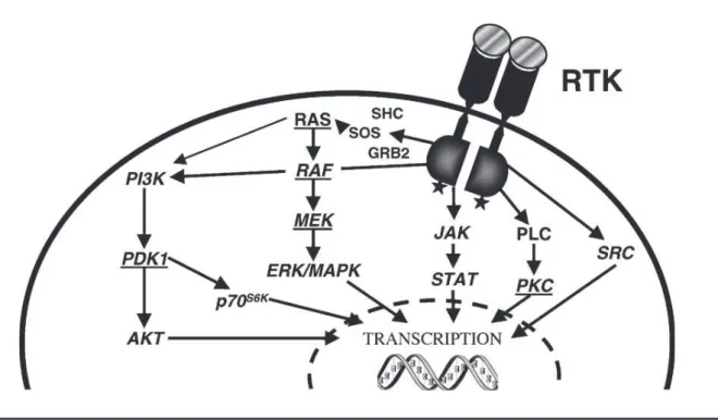 Figure 2: Schéma des voies de signalisation des RTKs (Bennasroune et al., 2004) 