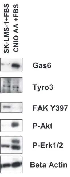 Fig. 3B: Tyro3, Gas 6 and Akt, Erk1/2 expression in LMS cell lines Tyro3SK-LMS-1+FBS CNIO AA +FBSGas6 Beta ActinP-AktP-Erk1/2 FAK Y397