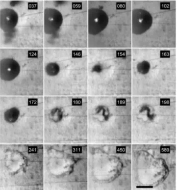 Figure 1.23 – D´etachement dynamique caus´e par l’implosion d’une bulle pr`es de la paroi de cellules adh´erentes (fond gris´e)