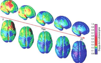 Figure 8 La maturation du cerveau (figurée en bleu entre 5 et 20 ans) se produit de lʼarrière vers lʼavant