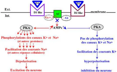 Figure 9 Effets de lʼactivation des récepteurs dopaminergiques du type D1 ou D2. 