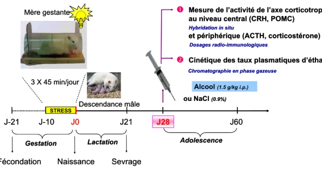 Figure 16 Protocole expérimental utilisé pour étudier lʼactivation de lʼaxe corticotrope par lʼalcool