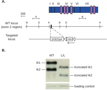 Figure I.2.  The Ik L/L  mouse model. A. The LacZ reporter was introduced into exon 2 of Ikzf1 (Kirstetter et al.,  2002)