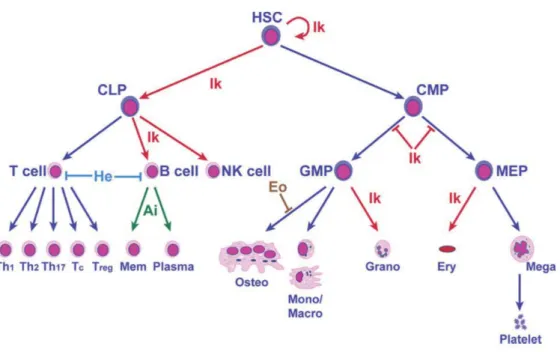 Figure I.3. Role of Ikaros family proteins in hematopoietic cell-fate decisions. (John and Ward, 2011)  Representation of hematopoiesis highlighting the cell-fate decisions influenced by Ikaros family members,  Ikaros (Ik in red), Aiolos (Ai in green), Hel