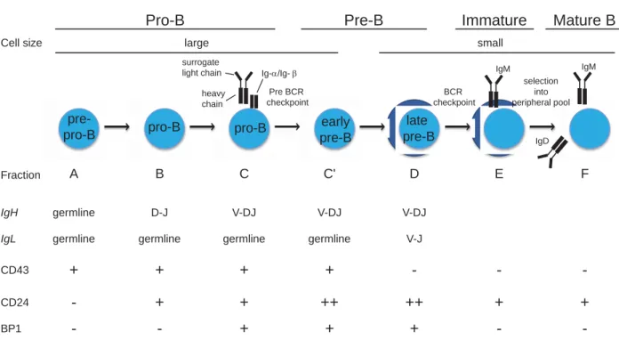 Figure I.4. B cell development according to Hardy nomenclature. B cell development in the BM is 