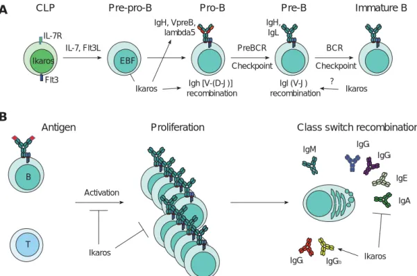 Figure I.6. Ikaros functions in B cells .  (Sellars et al., 2011) A. Ikaros promotes the B cell lineage by inducing  the expression of the IL-7R and Flt3 in common lymphoid progenitors (CLPs) and the expression of the EBF  transcription factor in pre-pro-B