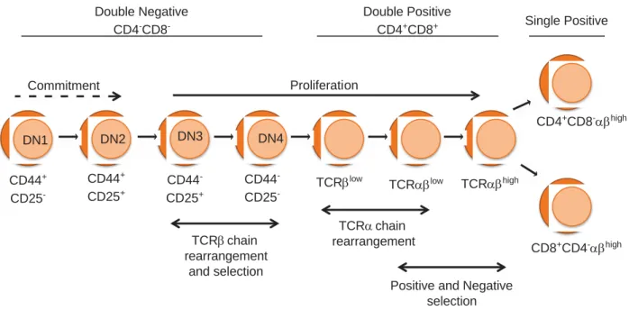 Figure II.5. T cell development. Early T cell progenitors (ETP) migrate and differentiate in the thymus from  double negative to double positive and then to single positives