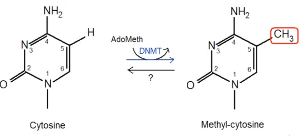 Figure 1 : Catalyse de la méthylation de l’ADN sur le carbone 5 d’une cytosine par les  méthyltransférases d’ADN (DNMT) 