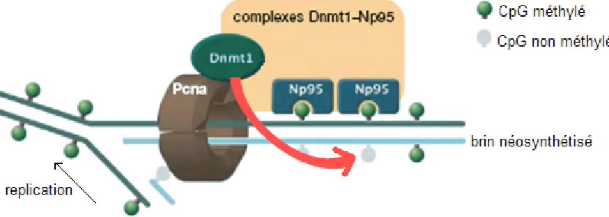 Figure 4 : Mécanisme de méthylation de novo par DNMT1, suite au recrutement du  complexe DNMT1-Np95 par PCNA au niveau des foyers de réplication (adaptée de  (Sharif, Muto et al., 2007)) 