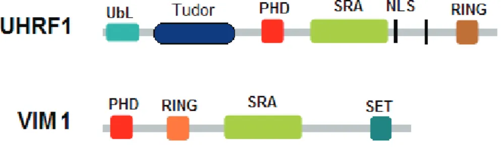 Figure 8 : Schématisation protéique des membres fondateurs des deux familles de  protéines à domaine SRA 