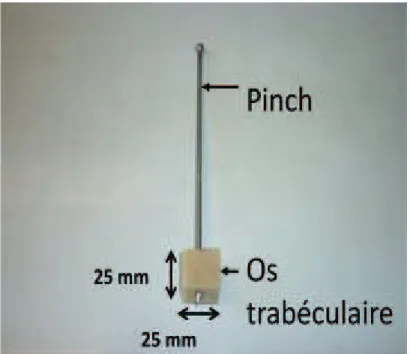 Figure  5.1  -   Image  d'un  échantillon  d'os  trabéculaire  dans  lequel  est  inséré  un pinch utilisé comme réflecteur par une méthode échographique