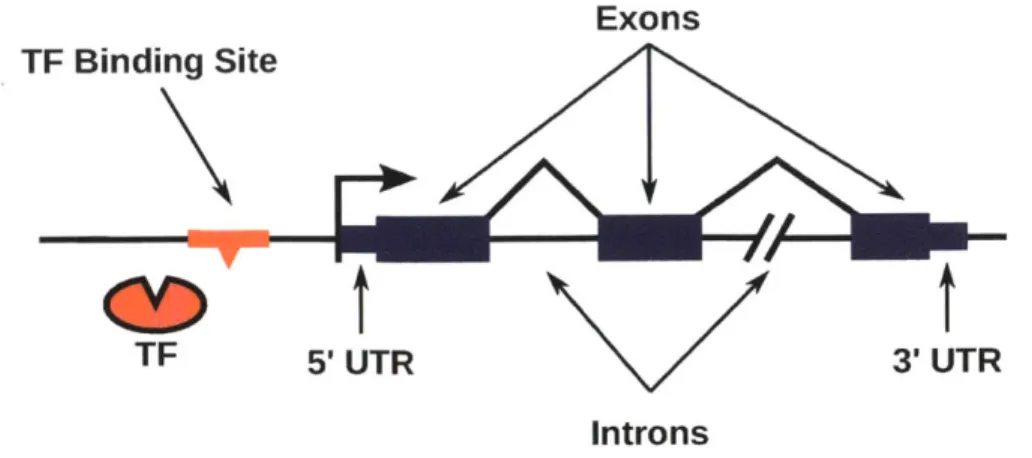 Figure  1-2:  A  simple  model  of  the  structure  of  a  gene.  The  transcription  start site  and  direction  of  transcription  are  indicated  by  the  arrow  pointing  right   lo-cated  immediately  before  the  5'  UTR  (short blue  rectangle)