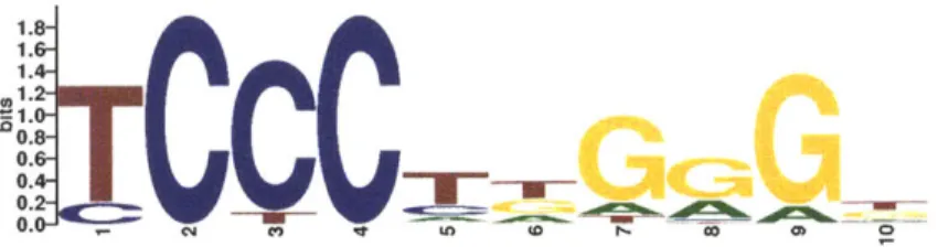 Figure  1-4:  A  logo  for  a  motif  for  the  transcription  factor  EBF1.  The  DNA  bases that  are  observed  in instances  of the  motif  sequence  are  shown  stacked  on  top  of each  other  at each  position