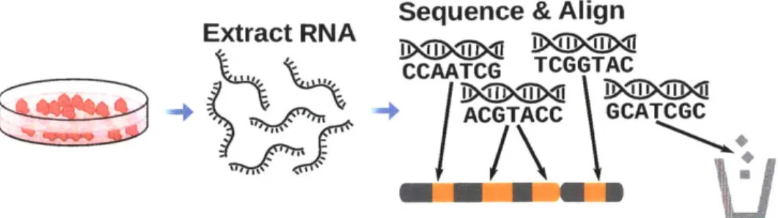 Figure  1-5:  An  RNA-Seq  assay  is  performed  by  extracting  RNA  from  a  sample (or culture)  of  cells