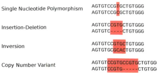 Figure  1-7:  Examples  of  several  types  of  common  genetic  variants:  A  single  nu- nu-cleotide  polymorphism  (SNP)  alters  a  single  DNA  base
