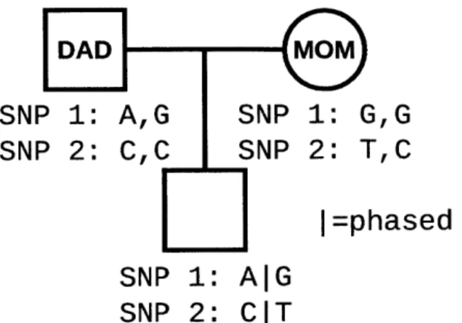 Figure  1-8:  A  pedigree  diagram  indicates  the  relationship  of  a  child  and  his  par- par-ents,  along  with  the  genotype  of  each  individual  for  two  SNPs