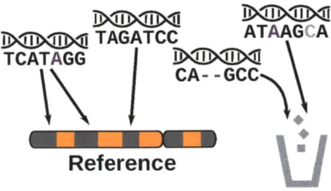 Figure  2-1:  Reference  bias  occurs  because  the  reference  sequence  is  haploid  and contains  only  the  reference  allele  of  each  variant