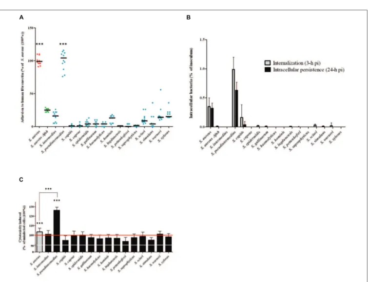 FIGURE 1 | Evaluation of Staphylococcus spp. in terms of their adherence to human ﬁbronectin, their internalization and their persistence in MG63 cells