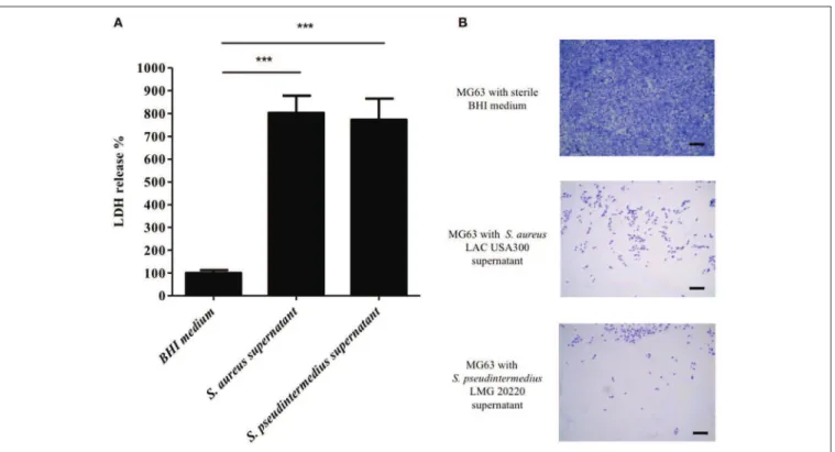 FIGURE 1 | Effect of S. pseudintermedius supernantant on NPPc (MG63). MG63 cells were incubated with staphylococcal supernatants for 4 h at 37 ◦ C