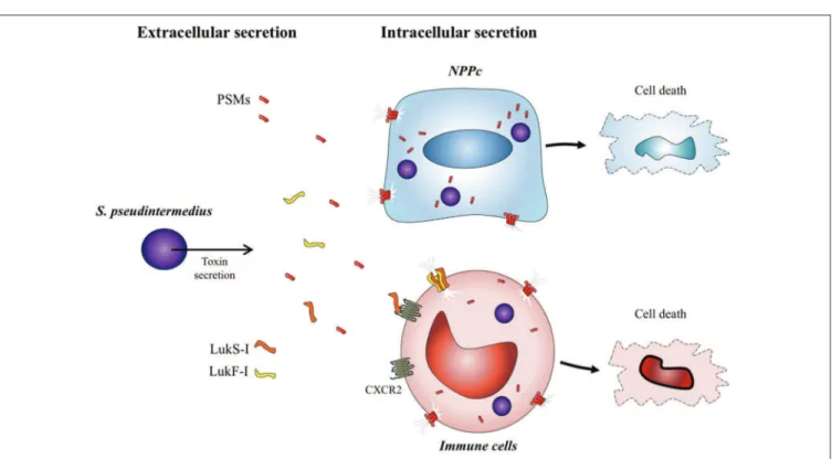 FIGURE 5 | S. pseudintermedius toxins action on host cells. S. pseudintermedius can cause the necrosis of immune cells such as human polymorphonuclear neutrophils (PMNs) through the release of bicomponent leukotoxin Luk-I which recognizes the CXCR2 recepto