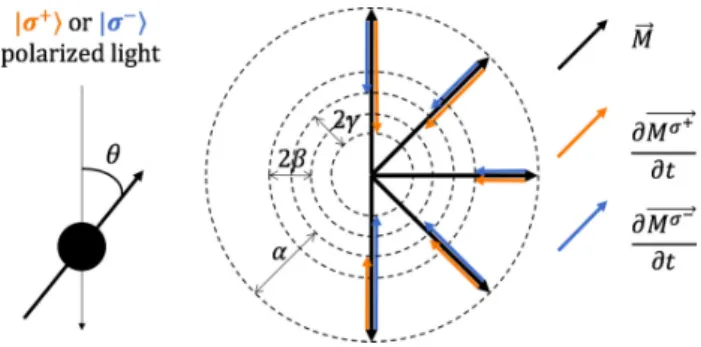 FIG. 4. Markers: Angle-dependent part of the magnetization in- in-duced by σ + and σ − polarized photons of 1.55 eV per unit of time for different values of θ, the angle between the light propagation axis and the magnetization