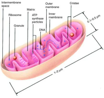 Figure 7: Structure of a mitochondrion from [88] 
