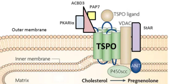 Figure  20:  Complex  of  proteins  called  transduceosome,  necessary  for  the  passage  of  cholesterol  in  mitochondria