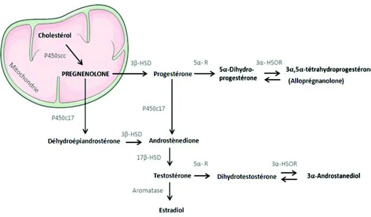 Figure 16 : Illustration schématique des étapes de biosynthèse des neurostéroïdes.  