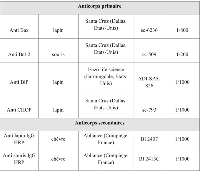 Tableau 6 : Liste des anticorps utilisés dans les analyses Western blot. 