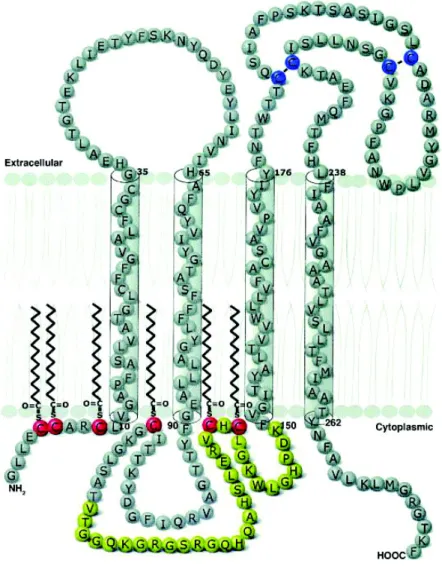 Figure 4 : Orientation de la PLP à la membrane de la myéline. 