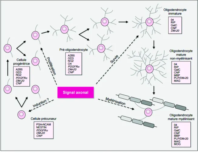Figure 6 : Représentation schématique des différents stades du lignage oligodendrocytaire