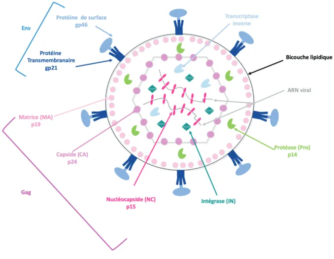 Figure 4 : Représentation schématique du virion d’HTLV-1 et de ses protéines virales 