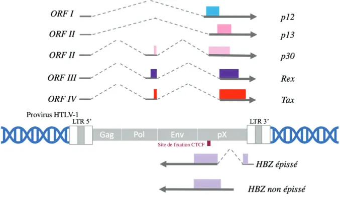 Figure 6 : Structure du génome du virus HTLV-1 