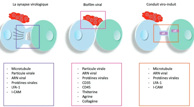 Figure 7 : Schéma des trois modes de transmission du virus HTLV-1 
