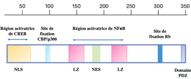 Figure 9 : Schéma de la structure et des domaines fonctionnels de Tax   NLS : Nuclear localisation signal, LZ : Domaine leucine zipper, NES : Nuclear exportation signal