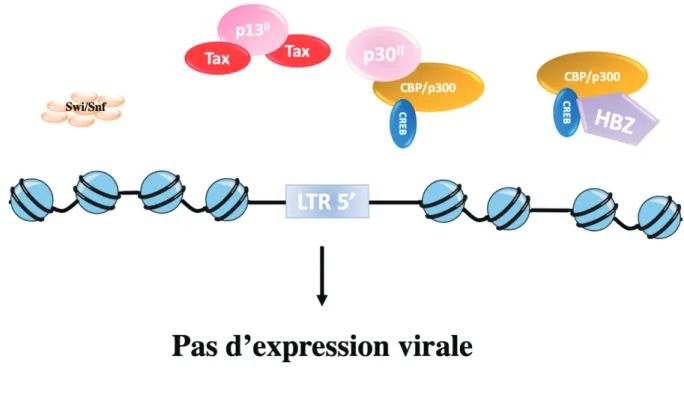 Figure 11 : Modèle d’inhibition de l’expression du génome viral 