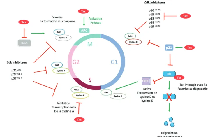 Figure 13 : L’oncoprotéine Tax dérégule des acteurs majeurs du cycle cellulaire 