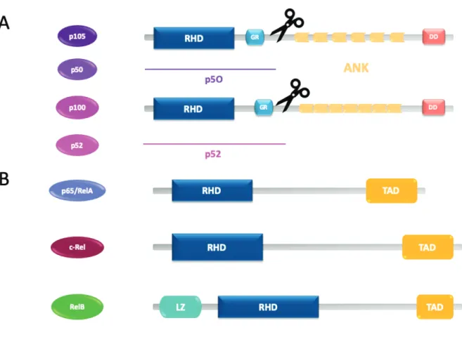 Figure 15 : Structure schématique des sous-unités NF-NB 