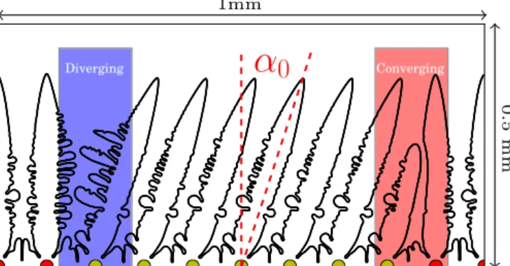 Fig. 11. Dendrite structure given by the phase-field (PF) and by the meso- meso-scopic model (MS) for α 0 = 20 ◦ at t = 20 s.