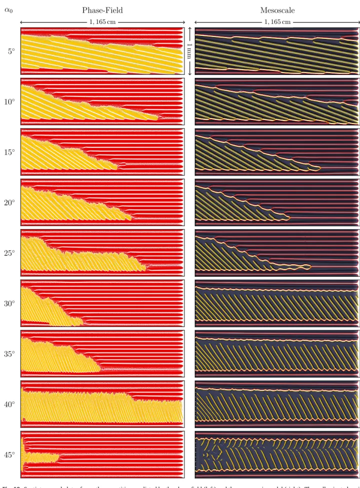 Fig. 12. Spatiotemporal plots of growth competition predicted by the phase-field (left) and the mesoscopic model (right)