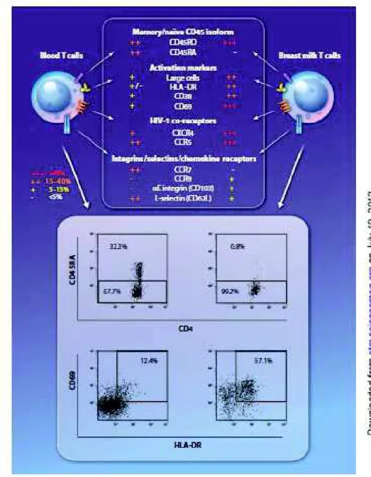 Fig. 1. Comparison of breast milk and peripheral blood CD4+ T cells. 