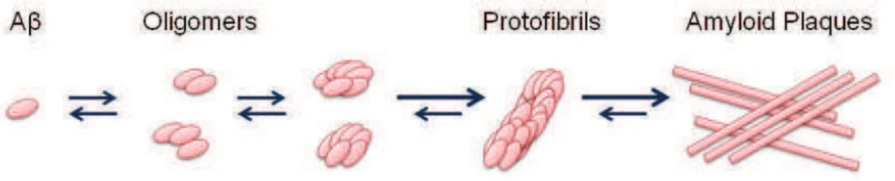 Figure  5  :  Aggregation  of  A   into  oligomers,  fibrils  and  plaques.