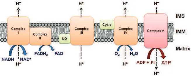 Figure  7  :  Schematic  representation  of  the  oxidative  phosphorylation  system.  