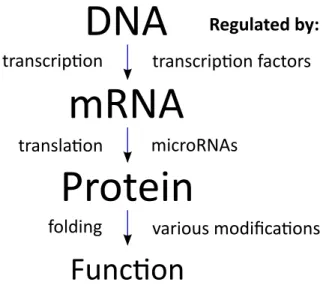 Figure 1-1: Central dogma of molecular biology and an incomplete list of the major regulators involved.