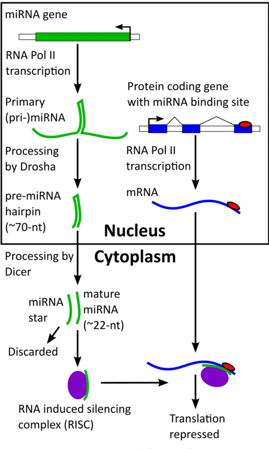 Figure 1-3: Biogenesis and function of miRNAs.