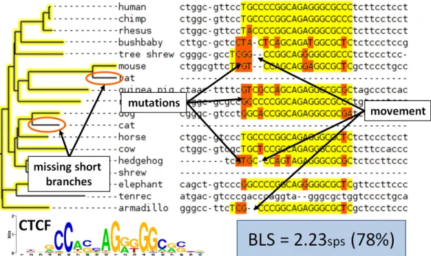 Figure 2-3: Example motif match to CTCF and corresponding computation of BLS. BLS is equal to the size of the smallest subtree that contains all the species with a motif match